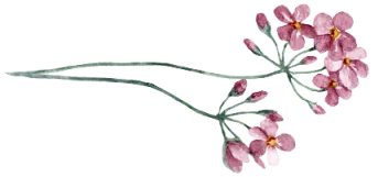 Purple Sprig hr