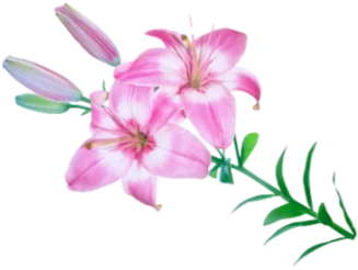 Two Pinks sprig
